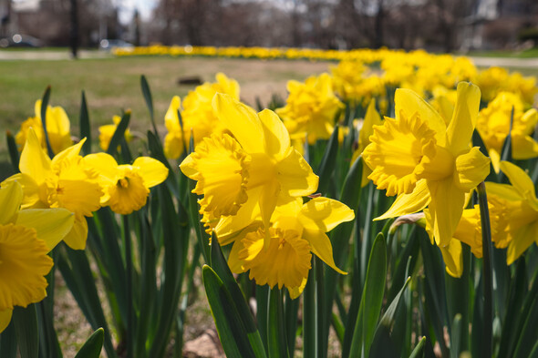 A river of beautiful daffodils along Chicago Blvd. 