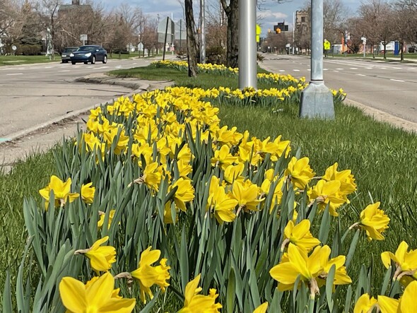 Daffodils gracing the median along MLK, Jr. Boulevard. 