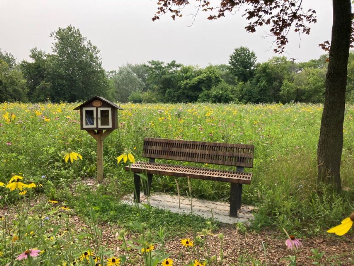 Wildflower meadow at Callahan Park with a bench and mini library