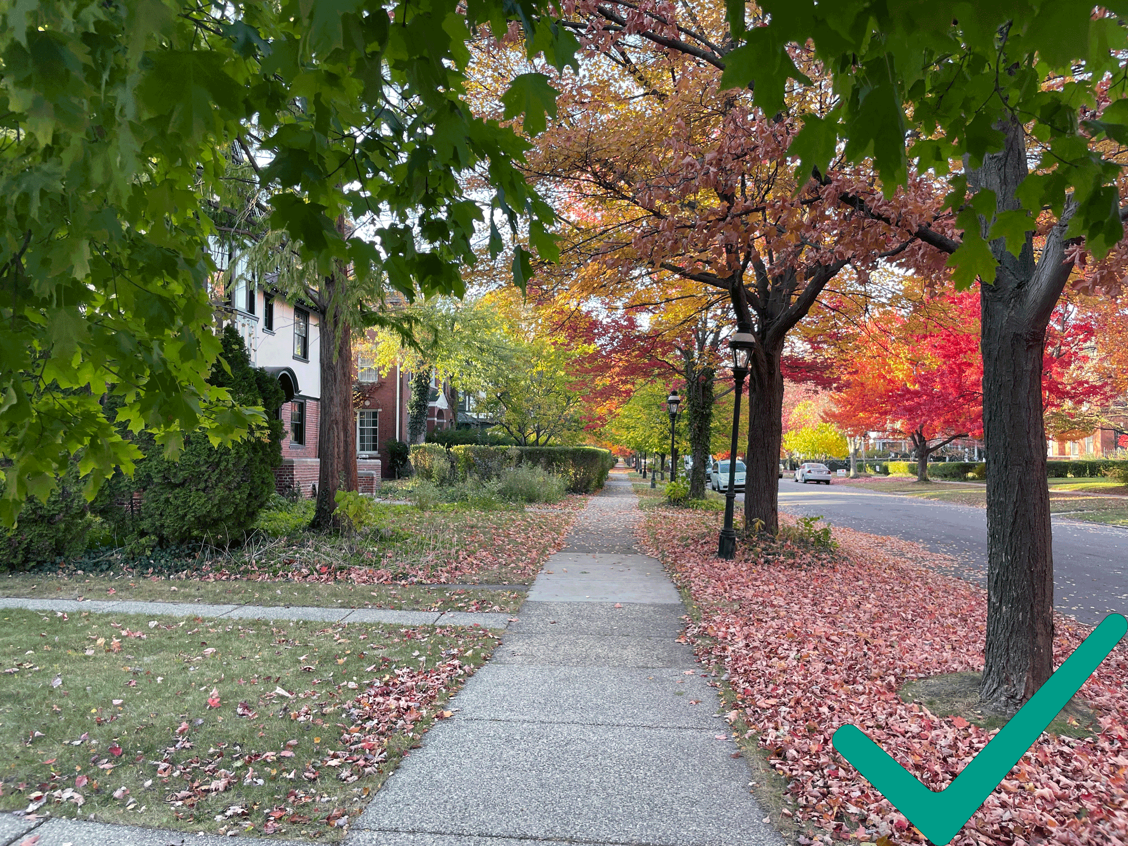 A picture of a streetscape on the sidewalk facing north, showing the trees on both sides of the sidewalk with fallen leaves on the left side of the lawn. 