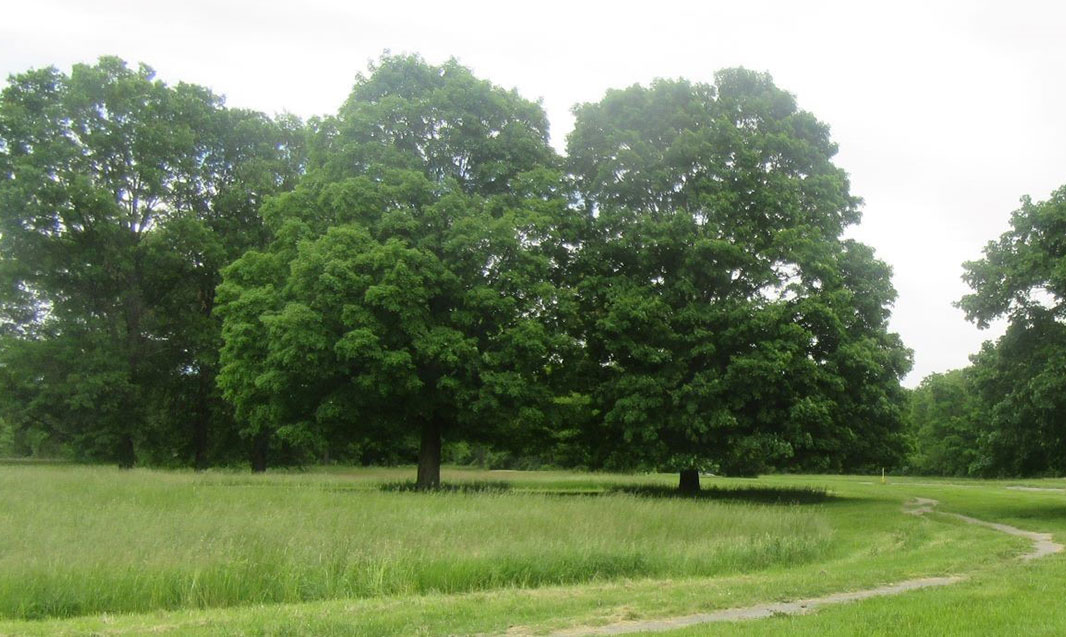 Forest_1