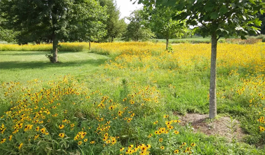 Meadows_1