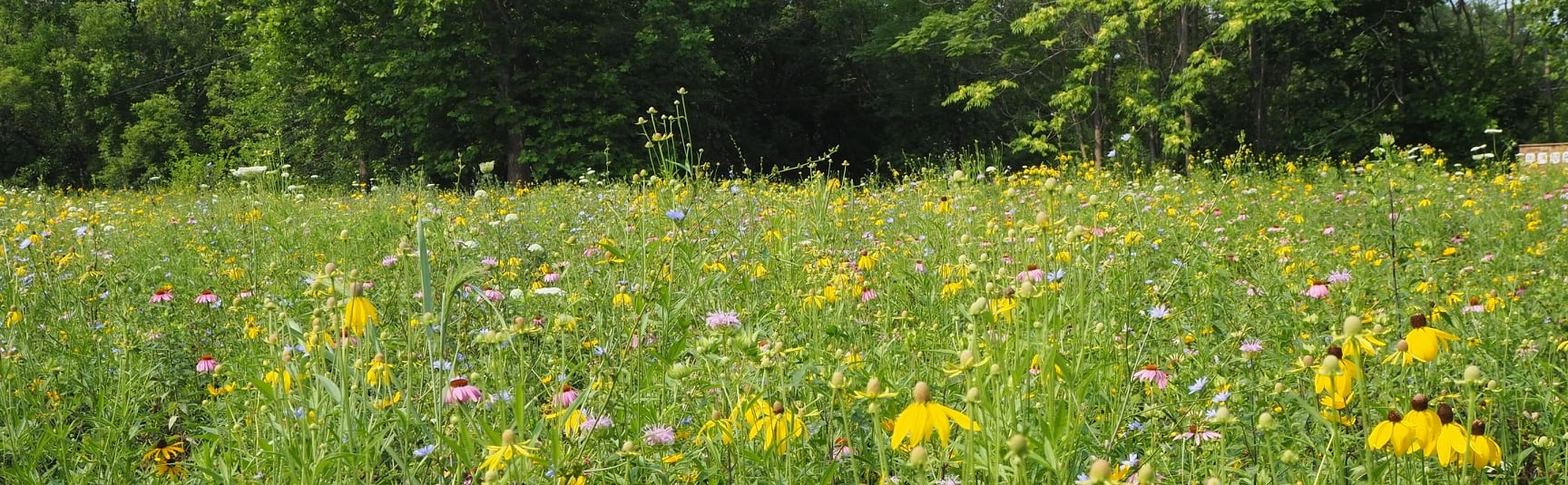 Callahan Meadow
