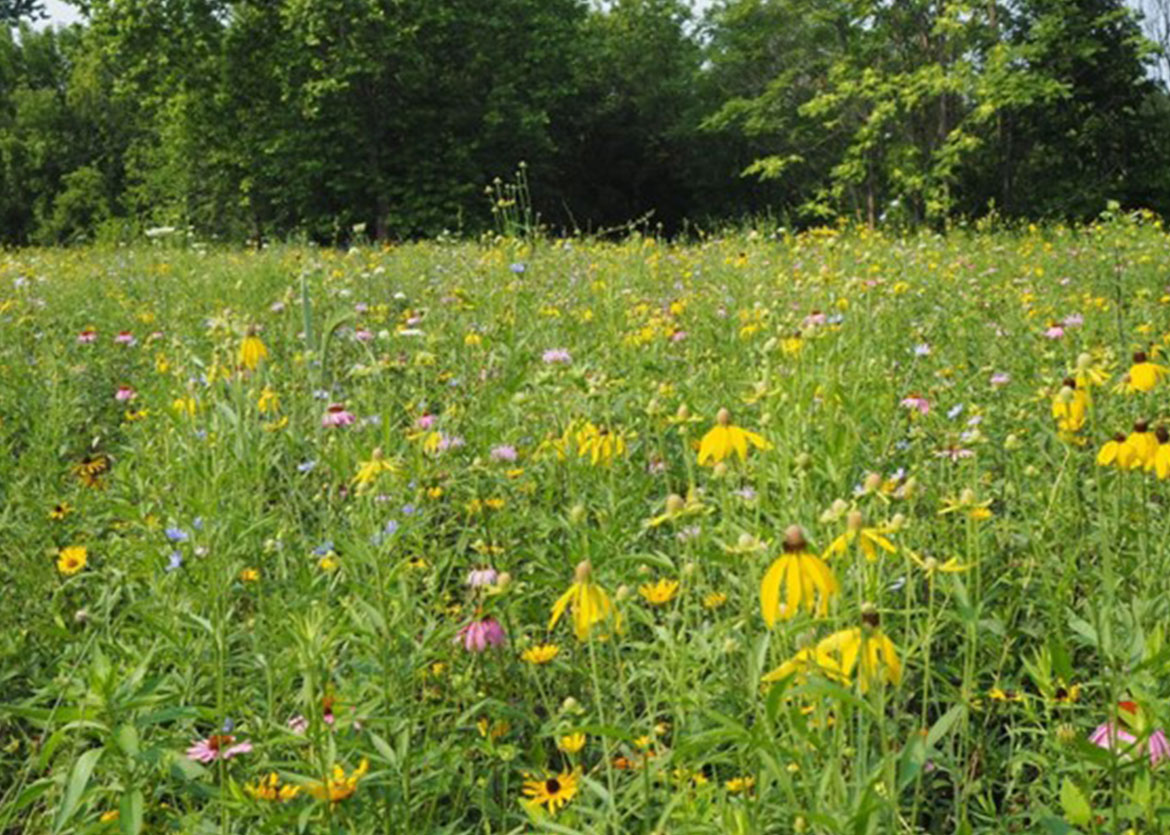 Meadows