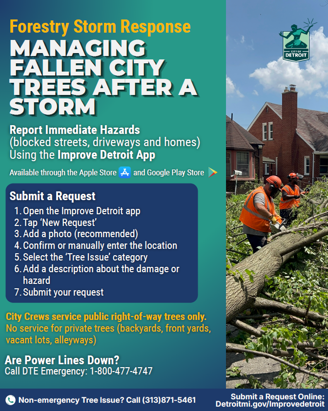 Trees After A Storm Flyer
