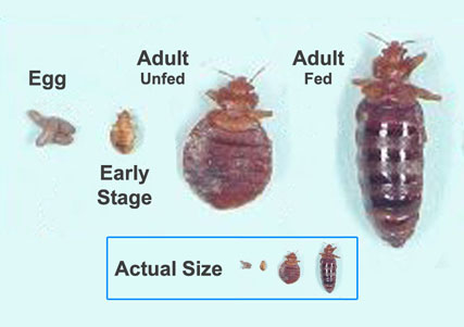 Bed Bugs City of Detroit