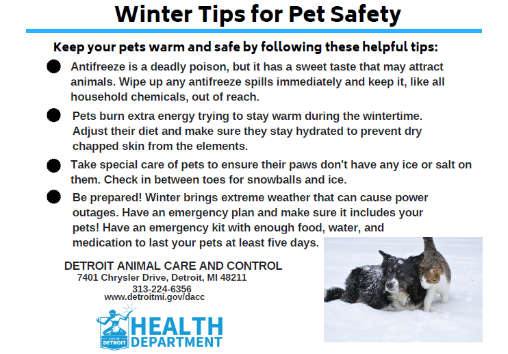 Winter Safety Tips for Pets 